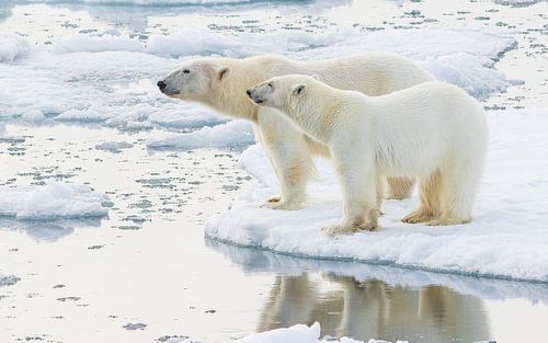 IJsberen poseren in prachtig avondlicht