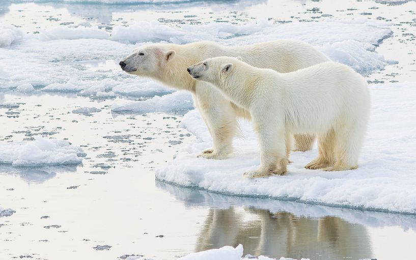 Polar Bears pose in beautiful evening light by Lennart Verheuvel