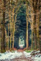 Pad door het Bergherbos