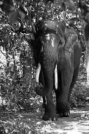 Asian elephant on a dirt path in black and white