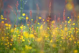 Bunte Wiese by Jana Behr