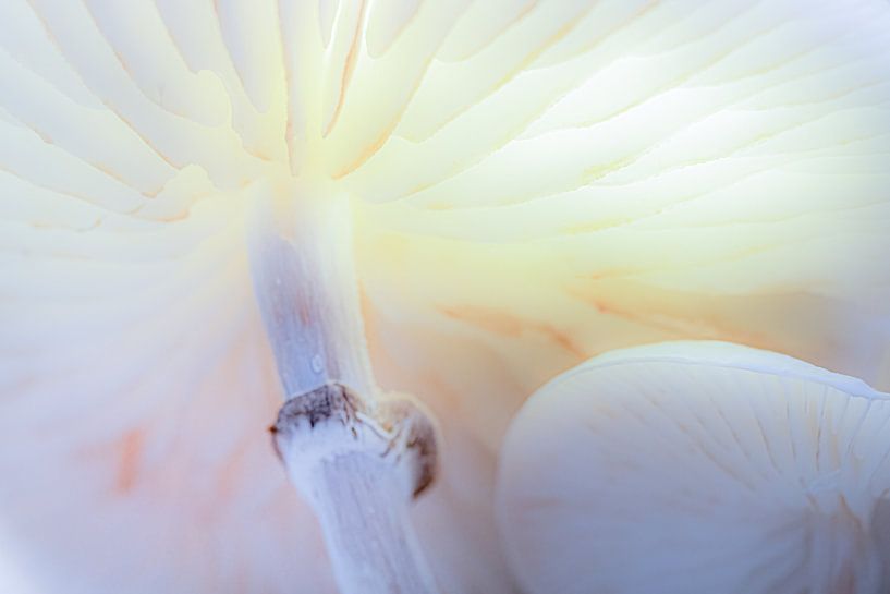 Mushroom viewed differently by Marc Vandaele