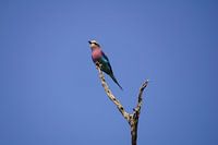 La paruline à queue fourchue en Afrique du Sud