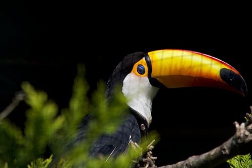 Tukan-Portrait mit leuchtend gelbem Schnabel auf Zweig