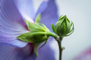 Blüte