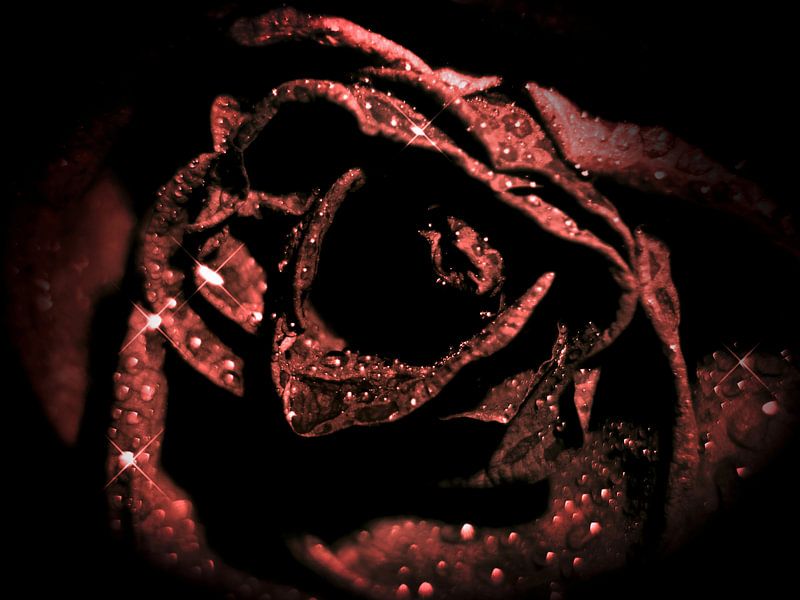 Rode roos par Mirakels Kiekje
