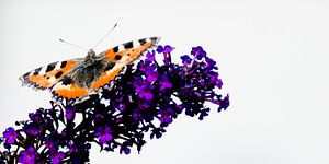 Vlinder op vlinderstruik sur Sense Photography