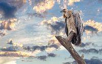 Vautour fauve attendant patiemment