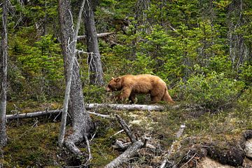 Wilde grizzlybeer in Canada van Roland Brack