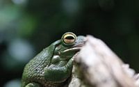 Grenouille géante de Nouvelle-Guinée