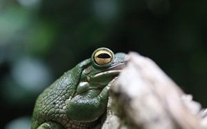 Neuguinea-Riesenlaubfrosch