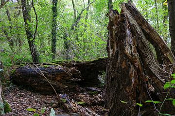 Bomen in bos by Sharida Mohaboe