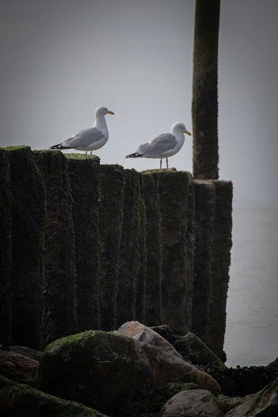Coast guard on the lookout! by Dylano Photography