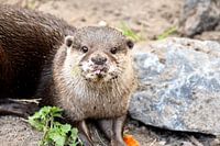 Een schattige otter met mooie ogen
