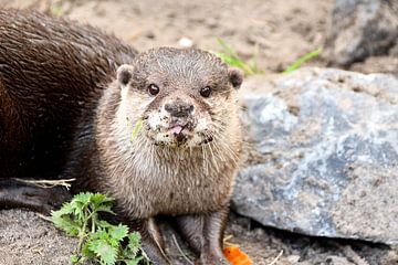 A cute otter with beautiful eyes by Rene Cortin