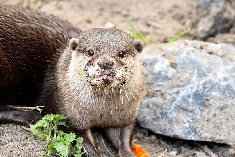 Une loutre mignonne avec de beaux yeux par Rene Cortin