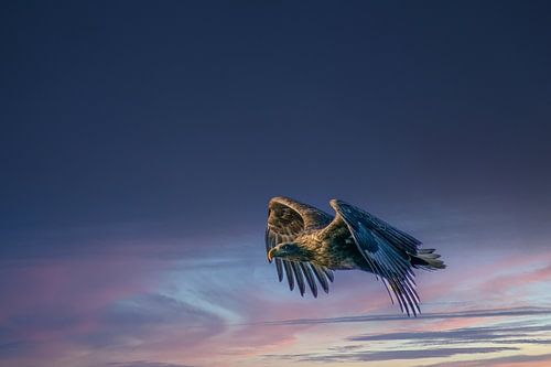 Majestueuze zeearend hoog in de blauwe lucht van Exclusive Photos by Erwin Floor