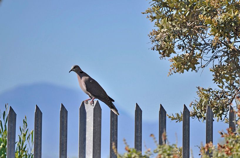 Duif op palen by Susan Dekker