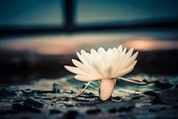 Urban White Water Lily