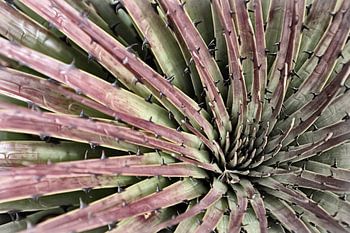 Ecuadorian bromeliad