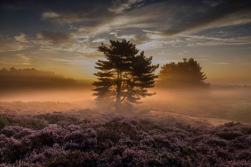 De zon kleurt de mist boven de heide