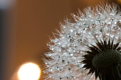 Dandelion and dew