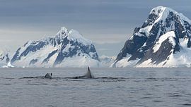 Humpback whales in the landscape of Antarctica by Anges van der Logt