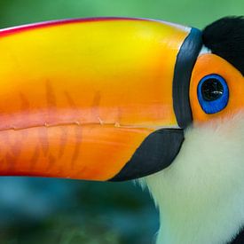 Close up of a toucan (Ramphastos toco) in the Atlantic Rainforest by Thijs van den Burg