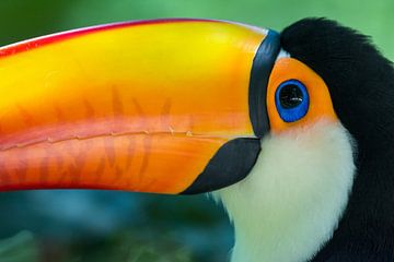 Close up van een toekan (Ramphastos toco) in het Atlantisch regenwoud van Thijs van den Burg