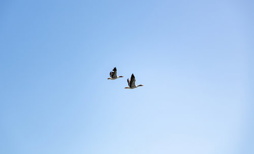 Ganzen in vlucht