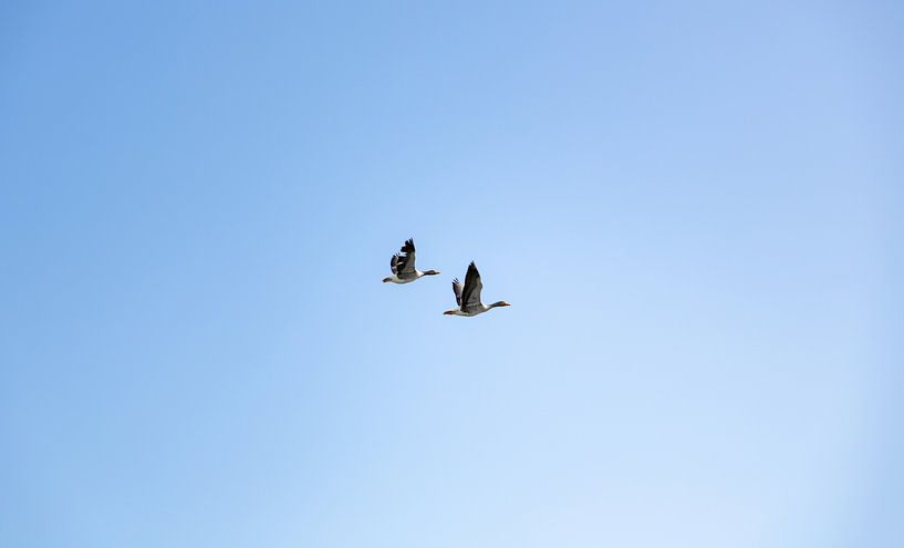 Geese in flight by Percy's fotografie