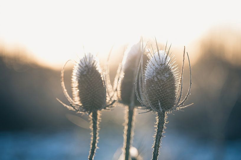 Meinerswijk part 50 by Tania Perneel
