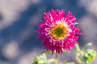 Heldere kleurrijke bloemen in de natuur