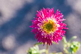 Bright colorful flowers in nature by Matthias Korn