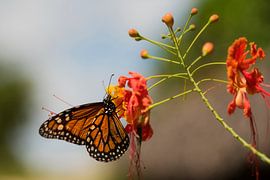 Monarch butterfly by Leon Doorn