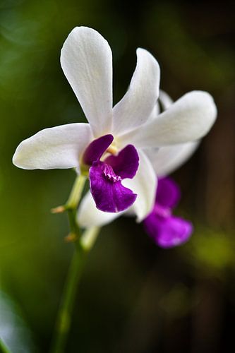 De pure elegantie van een witte en paarse orchidee