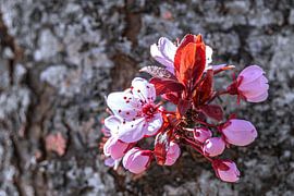 Frühlingsblüten an einem Baumstamm von Photoart-Naegele