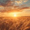 Des champs dorés dans la chaleur du coucher de soleil sur Dante S
