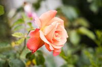 Rosa Rose, England