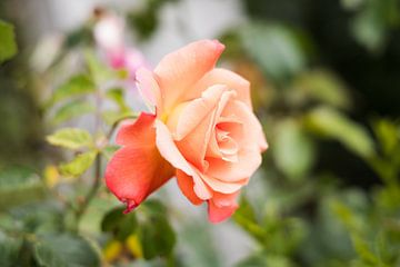 Rose rose, Angleterre sur Veerle Sondagh