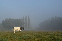 Het platteland, grazende koe