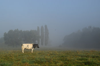 The countryside, grazing cow