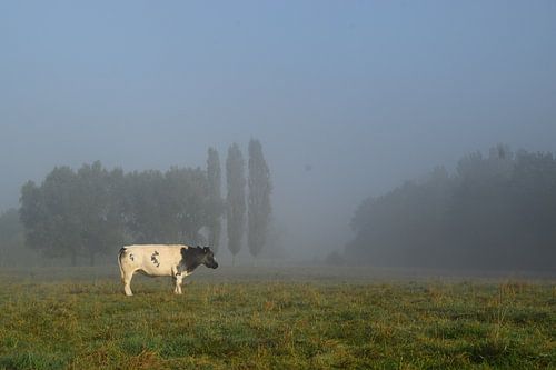 Het platteland, grazende koe