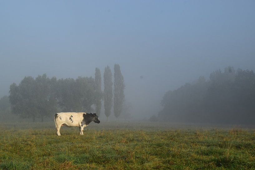La campagne, vache au pâturage par Els Royackers