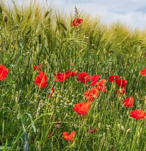 Mohnblumen