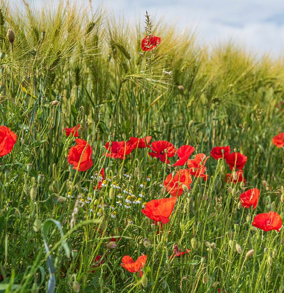 Zomer! van Evelien Heuts-Flachs