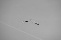 Follow the leader