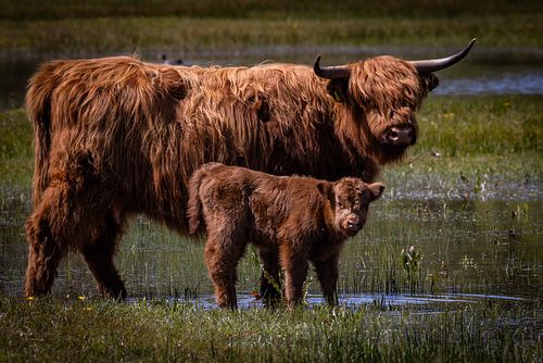 Schotse Hooglanders in Lentevreugd van Joy of Light Photography