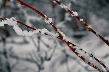 Besneeuwde tak met een winters landschap van Daniel Fankhauser