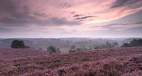 Heatherfields